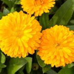 بذر گل همیشه بهار زرد پرپر ایتالیایی بسته ۵۰ عددی - Image 2