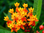 بذر گل استبرق استوایی بسته 5 عددی