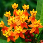 بذر گل استبرق استوایی بسته 5 عددی