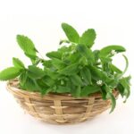 بذر استویا شیرین برگ عسلی بسته 20 عددیعخخ - Image 2
