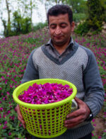 بذر گل گاو زبان ایرانی اصیل بسته 50 عددی - Image 2