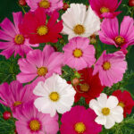 بذر گل ستاره ای رنگارنگ پابلند