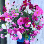 بذر گل ستاره ای رنگارنگ پابلند