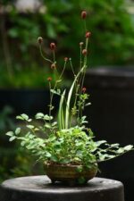 بذر توت روباهی بسته 5 عددی - Image 3