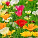 بذر گل شقایق کالیفرنیا پاکوتاه رنگارنگ بسته 200 عددی - Image 2