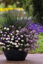 بذر گل عسل پاکوتاه معطر رنگارنگ بسته 200 عددی - Image 4