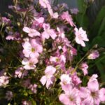 بذر گل عروس صورتی روشن هلندی بسته 100 عددی - Image 3