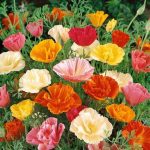 بذر گل شقایق کالیفرنیا پاکوتاه رنگارنگ بسته 200 عددی