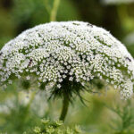 بذر گیاه دارویی خلال دندان بسته یک گرمی