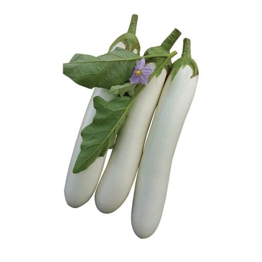 بذربادمجان سفید