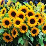 بذر گل آفتابگردان زینتی زرد پرگل بسته 50 عددی