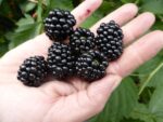 بذر بلک بری چستر بسته 5 عددی - تصویر 2