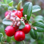 بذر لینگون بری یا کوبری بسته 5 عددی