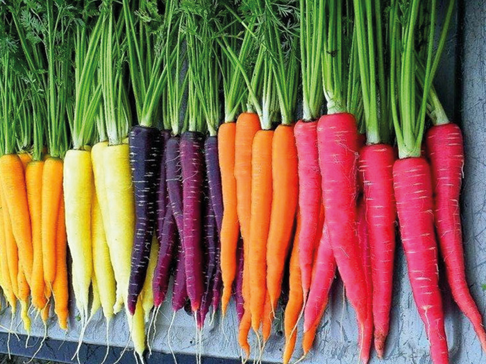 حقایق شگفت انگیز در مورد انواع هویج و کاشت این سبزی پرخاصیت به همراه راهنمای کاشت