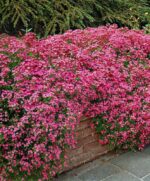 بذر گل صابونی پاکوتاه ارغوانی هلندی بسته 30 عددی - Image 4