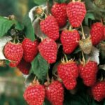 بذر رزبری آکسو ترکیه بسته 10 عددی - Image 2