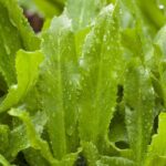 بذر سبزی کالانترو بسته 20 عددی