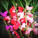 بذر گل کاملیا رنگارنگ آمریکایی بسته 30 عددی - Image 2