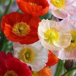 بذر گل خشخاش زینتی ایسلندی رنگارنگ بسته 50 عددی