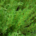 بذر آویشن زمستان آلمانی معطر بسته 50 عددی