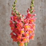 بذر گل میمون پرتقالی اسنپ شات آمریکایی هیبرید بسته 10 عددی