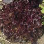 بذر کاهو سالاد بول قرمز آمریکایی بسته 50 عددی - Image 2