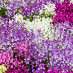 بذر گل ژیپسوفیلا رنگارنگ بسته 50 عددی