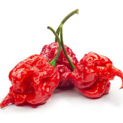 بذر فلفل هابانرو قرمز