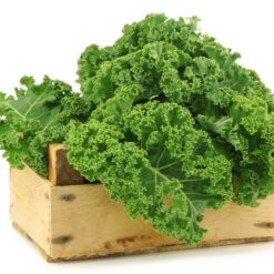 بذر کلم کیل سبز فر