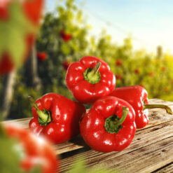 بذر فلفل دلمه قرمز