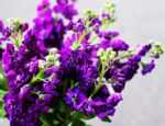 بذر شب بو هیبرید سیندرلا آبی ژاپنی بسته 15 عددی - Image 2
