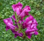 بذر گل میمون بنفش اسنپ شات آمریکایی هیبرید بسته 10 عددی - Image 5