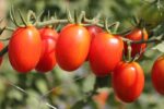 بذرگوجه فرنگی زیتونی قرمز هیبرید ژاپنی بسته 5 عددی - Image 2