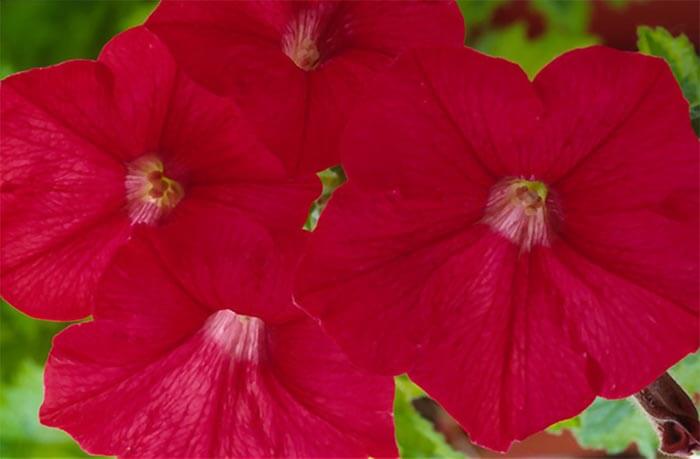 بذر گل اطلسی آبشاری قرمز