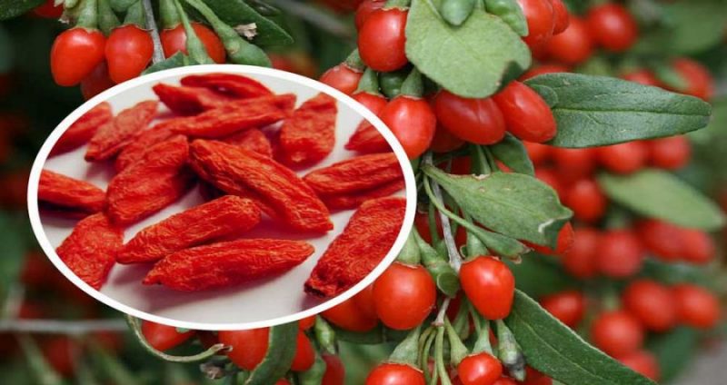 کاشت بذر گوجی بری