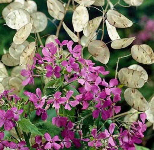 بذر گل سکه ای