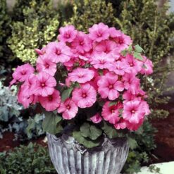 بذر گل لاواترا