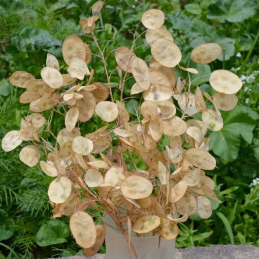 بذر گل سکه ای