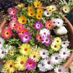 بذر گل قالی جادویی