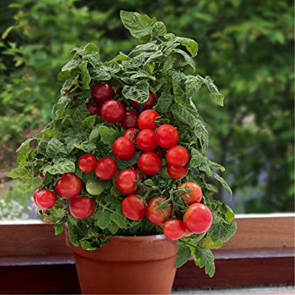 کاشت گوجه فرنگی گیلاسی