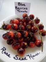 بذر گوجه فرنگی بلوبری