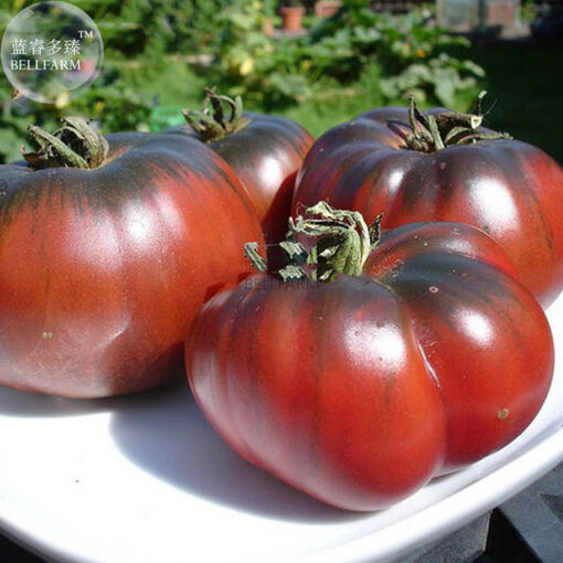 بذر گوجه فرنگی Black Krim