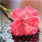 بذر گل میخک رز صورتی صد پَر معطر گل درشت بسته 20 عددی - Image 4