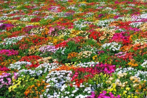 بذر گل قالی جادویی