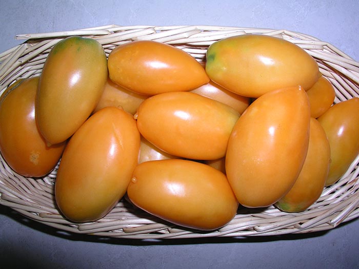 بذر گوجه فرنگی موزی نارنجی