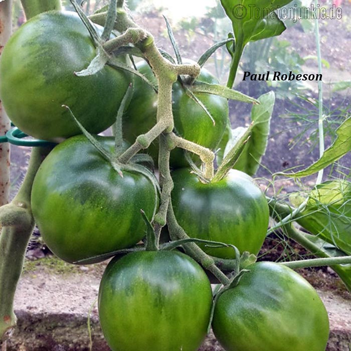 بذر گوجه فرنگی روسی
