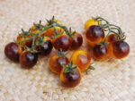 بذر گوجه Blue cream berries