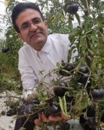 بذر گوجه فرنگی بلک بیوتی