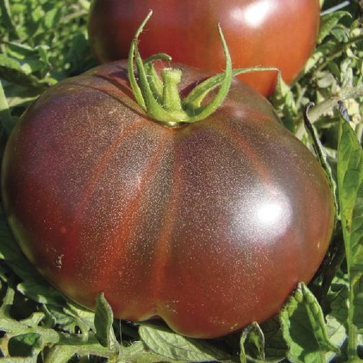 بذر گوجه فرنگی Black Krim