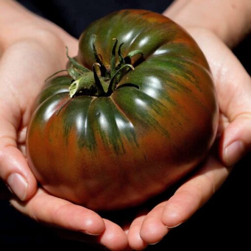 بذر گوجه فرنگی Black Krim